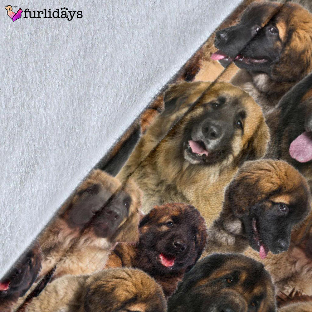 Dog Blanket Dog Face Blanket Dog Throw Blanket Leonberger Full Face Blanket Furlidays 5 e05ed1a0 171d 4d08 8d4d 16e84cb744a1 Dog Blanket Dog Face Blanket Dog Throw Blanket Leonberger Full Face Blanket Furlidays 5 e05ed1a0 171d 4d08 8d4d 16e84cb744a1